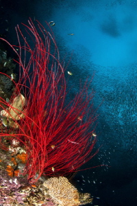 Raja Ampat_Misool by Mathieu Foulquié 